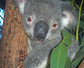 Hunter Valley Zoo - Accommodation Nelson Bay 0
