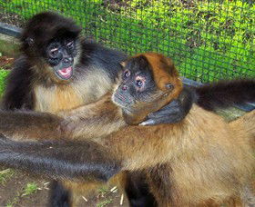 Hunter Valley Zoo - Accommodation Nelson Bay 5