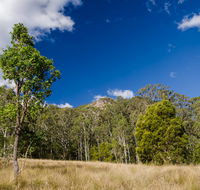 Brush Turkey track - Accommodation Nelson Bay