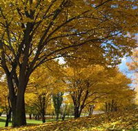 Centennial Park at Cooma - Accommodation Nelson Bay