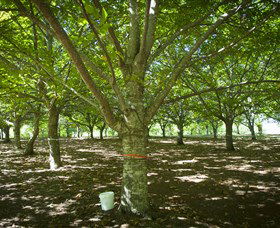 Sassafras Nuts - Accommodation Nelson Bay 0