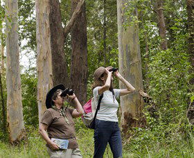 Chichester State Forest - Accommodation Nelson Bay 0