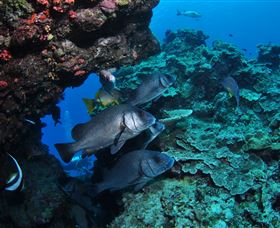 Maori Wrasse Bommie Dive Site - Accommodation Nelson Bay 1