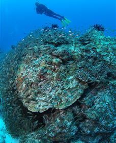 Maori Wrasse Bommie Dive Site - Accommodation Nelson Bay 2