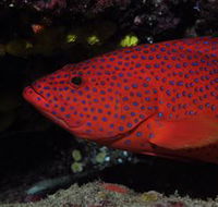 Maori Wrasse Bommie Dive Site - Accommodation Nelson Bay