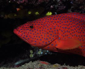 Maori Wrasse Bommie Dive Site - Accommodation Nelson Bay 0