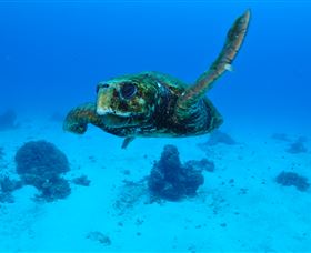 Maori Wrasse Bommie Dive Site - Accommodation Nelson Bay 3