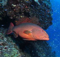 Anchor Bommie Dive Site - Accommodation Nelson Bay