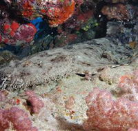 Lighthouse Bommies Dive Site - Accommodation Nelson Bay
