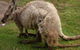 Forest Of Tranquillity - Australian Rainforest Sanctuary - thumb 1