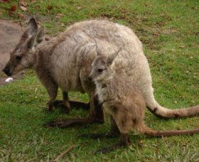 Forest Of Tranquillity - Australian Rainforest Sanctuary - Accommodation Nelson Bay 1