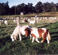 Trudgalong Farm - Accommodation Nelson Bay