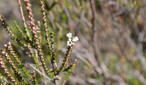 Cambewarra Range Nature Reserve - Accommodation Nelson Bay 2