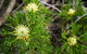 Illawarra Lookout Walking Track - thumb 0