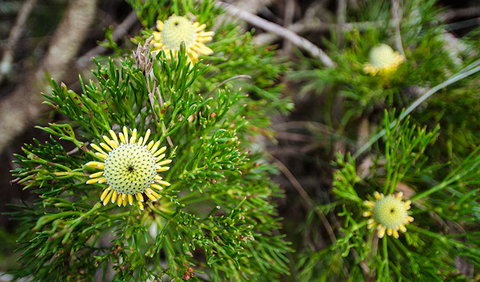 Illawarra Lookout Walking Track - Accommodation Nelson Bay 0