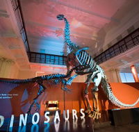 Australian Museum - Accommodation Nelson Bay