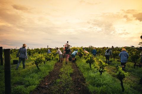 Tyrrells Vineyards - Accommodation Nelson Bay 1