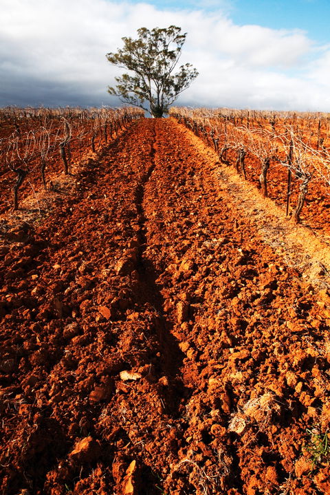 Tyrrells Vineyards - Accommodation Nelson Bay 3