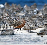 Cooloola Nature - Accommodation Nelson Bay