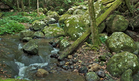 Booyong Walking Track - Accommodation Nelson Bay 2