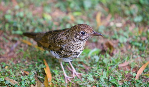 Walk With The Birds Boardwalk - Accommodation Nelson Bay 1