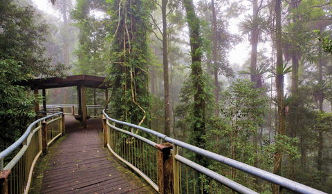 Walk With The Birds Boardwalk - Accommodation Nelson Bay 3