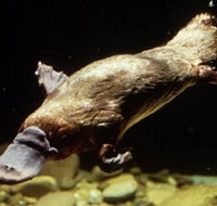 Platypus Pool - Accommodation Nelson Bay