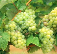 Red Tail Wines - Accommodation Nelson Bay