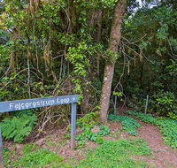 Falcorostrum loop walking track - Accommodation Nelson Bay