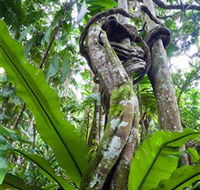 Tamborine Rainforest Skywalk - Accommodation Nelson Bay