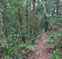 Blackbutt walking track - Accommodation Nelson Bay