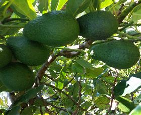 The Avocado Farm - Accommodation Nelson Bay 6