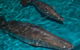 Cookabarra Restaurant And Function Centre - Tailor Made Fish Farms - thumb 7