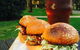 Murrayâ€™s Brewery And Port Stephens Winery - thumb 1
