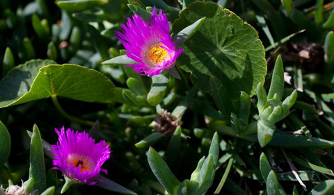 Murramarang Aboriginal Area - Accommodation Nelson Bay 3