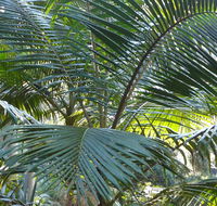 Bangalore Falls walking track - Accommodation Nelson Bay