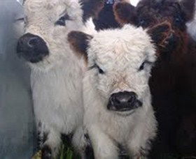 Honeycomb Valley Farm - Accommodation Nelson Bay 3