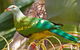 Bindarri National Park - thumb 3