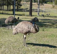 Glen Ian Ostrich and Emu Farm - Accommodation Nelson Bay
