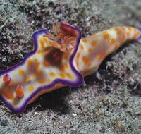 Curtain Artificial Reef Dive Site - Accommodation Nelson Bay