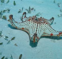 The Pines Dive Site - Accommodation Nelson Bay