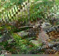 Wollumbin-Mount Warning National Park - Accommodation Nelson Bay