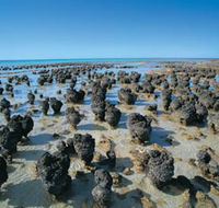 Hamelin Pool Stromatolites - Accommodation Nelson Bay