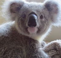 Koala Care Centre in Lismore - Accommodation Nelson Bay