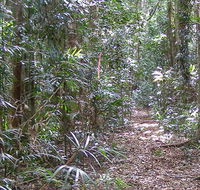 Big Scrub loop walking track - Accommodation Nelson Bay
