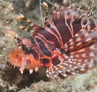 The Seaway Dive Site - Nelsons Bay Accommodation