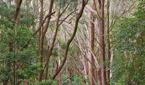 Ulidarra National Park - Nelson Bay Accommodation.com 1