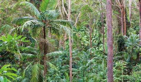 Ulidarra National Park - Nelson Bay Accommodation.com 3