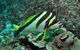 Palm Beach Reef Dive Site - thumb 0