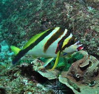 Palm Beach Reef Dive Site - Accommodation Nelson Bay